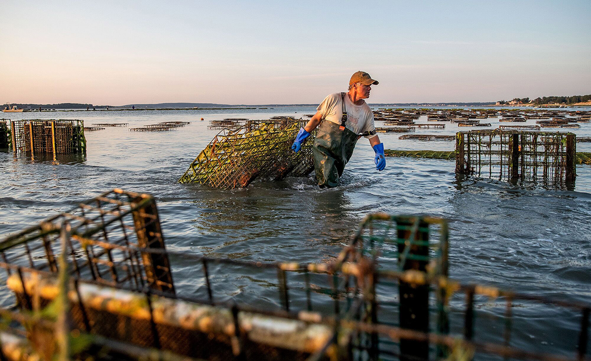 Photo: A worker removes an oyster cage from the water in Duxbury, Massachusetts.  Photographer: Scott Eisen/Bloomberg
