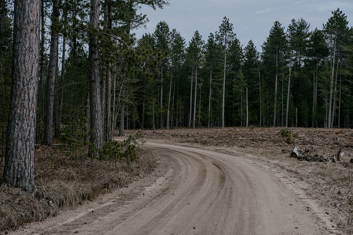 Photo: Trees in an area that appears to have been logged near Round Lake in Pigeon River Country state forest in Vanderbilt, Michigan, on April 20, 2022. Photographer: Erin Kirkland/Bloomberg.